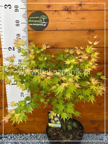 Klon Palmowy ORANGE DREAM- Acer palmatum C10