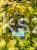 Klon Palmowy ORANGE DREAM- Acer palmatum C10