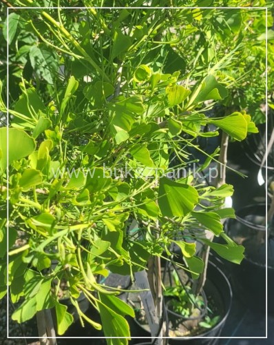 Miłorząb dwuklapowy "MARIKEN Weepeing- Ginkgo biloba PA 40-60cm, C10l