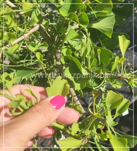 Miłorząb dwuklapowy "MARIKEN Weepeing- Ginkgo biloba PA 40-60cm, C10l