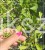 Miłorząb dwuklapowy "MARIKEN Weepeing- Ginkgo biloba PA 40-60cm, C10l