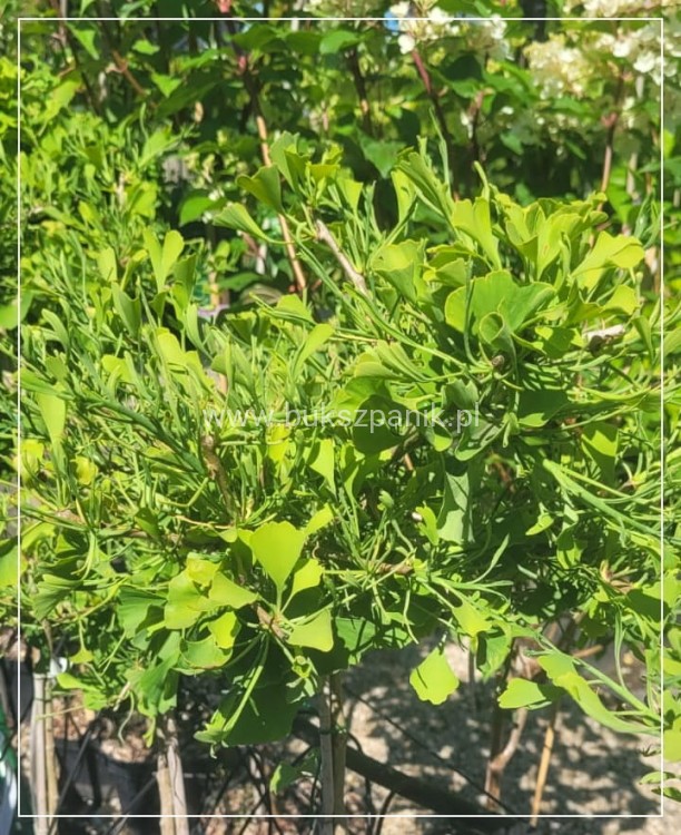 Miłorząb dwuklapowy "MARIKEN Weepeing- Ginkgo biloba PA 40-60cm, C10l