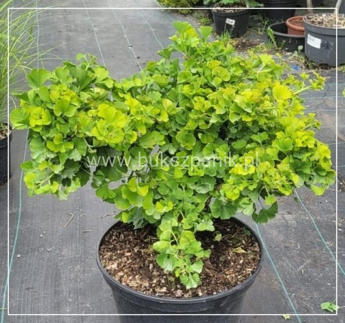 Miłorząb dwuklapowy Mariken - Ginkgo biloba