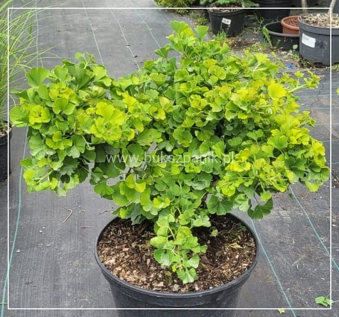 Miłorząb dwuklapowy Mariken - Ginkgo biloba