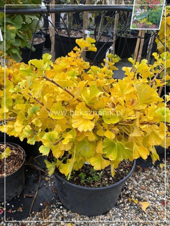 Miłorząb dwuklapowy Mariken - Ginkgo biloba C20l