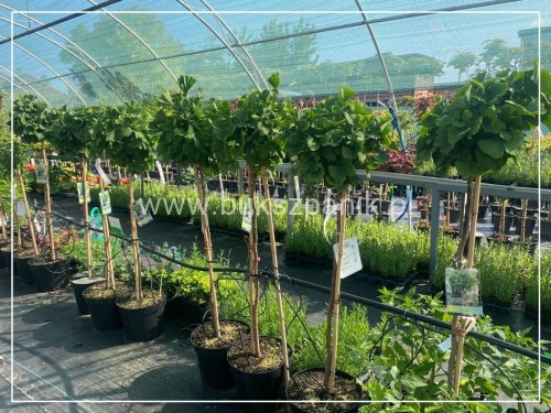 Miłorząb dwuklapowy "MARIKEN"- Ginkgo biloba PA 110cm, C10l