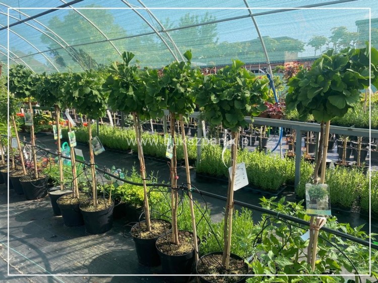 Miłorząb dwuklapowy "MARIKEN"- Ginkgo biloba PA 110cm, C10l