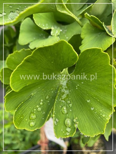 Miłorząb dwuklapowy "MARIKEN"- Ginkgo biloba PA 110cm, C10l