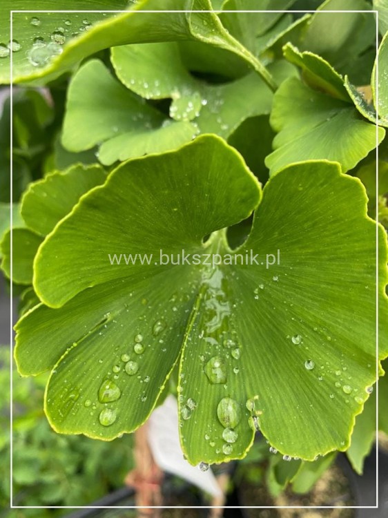 Miłorząb dwuklapowy "MARIKEN"- Ginkgo biloba PA 110cm, C10l