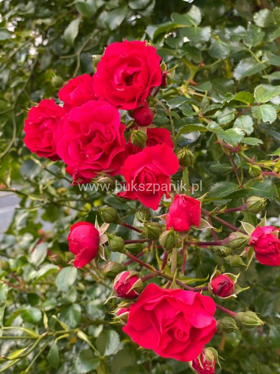 Róża okrywowa malinowa - Rosa c2l