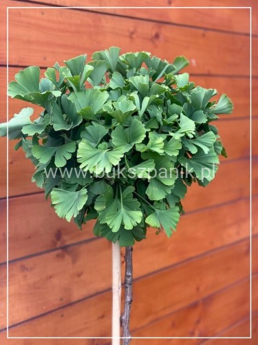 Miłorząb dwuklapowy ' TROLL '- Ginkgo biloba