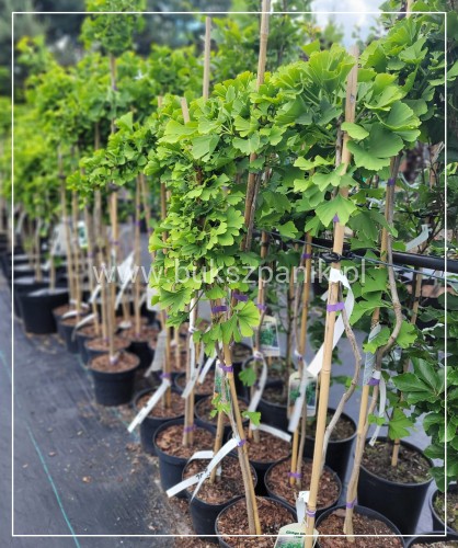 Miłorząb dwuklapowy 'TROLL' - Ginkgo biloba PA70-90cm ,