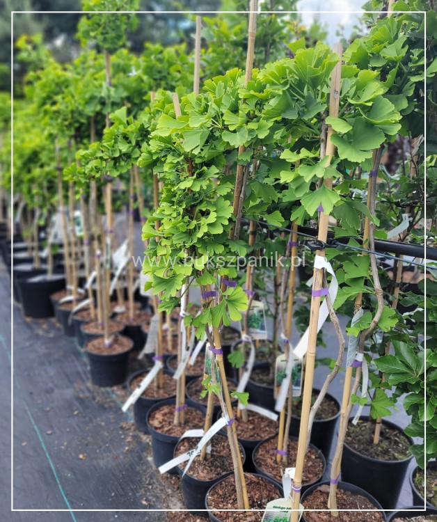 Miłorząb dwuklapowy 'TROLL' - Ginkgo biloba PA70-90cm ,