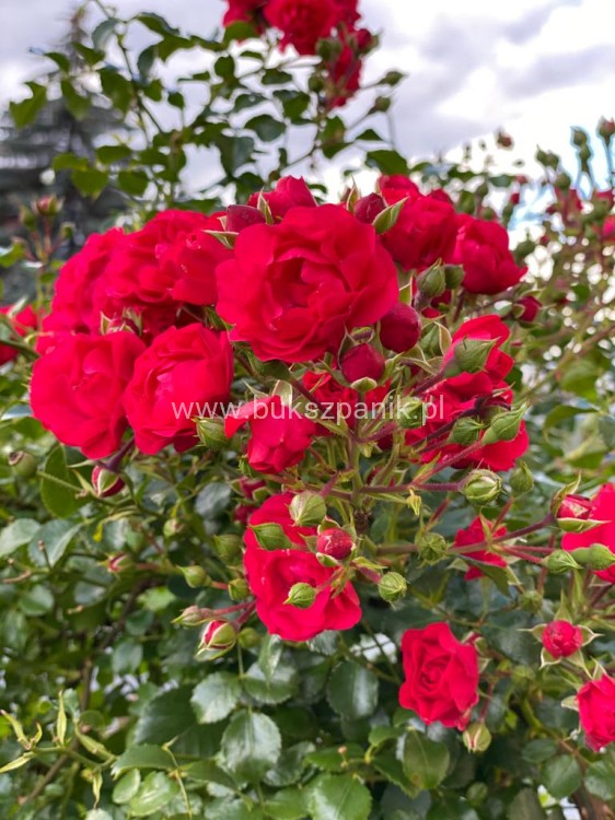 Róża okrywowa malinowa - Rosa c2l