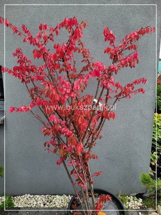 Trzmielina oskrzydlona - Euonymus alatus