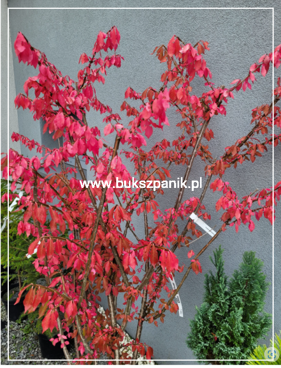 Trzmielina oskrzydlona - Euonymus alatus