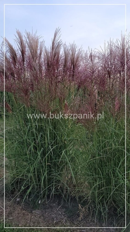 Miskant chiński VERSAMMLUNG- Miscanthus sinensis C3l