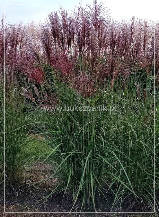 Miskant chiński VERSAMMLUNG- Miscanthus sinensis C3l