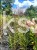 Miskant chiński VERSAMMLUNG- Miscanthus sinensis C3l