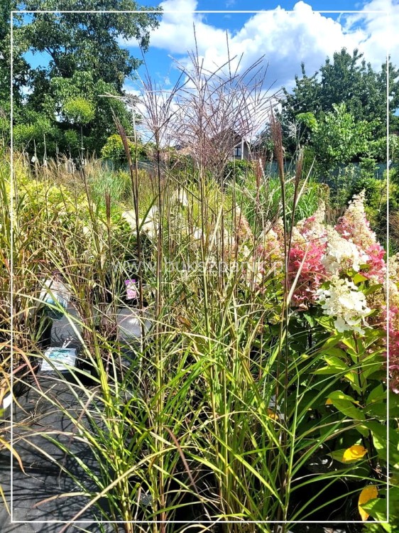 Miskant chiński VERSAMMLUNG- Miscanthus sinensis C3l