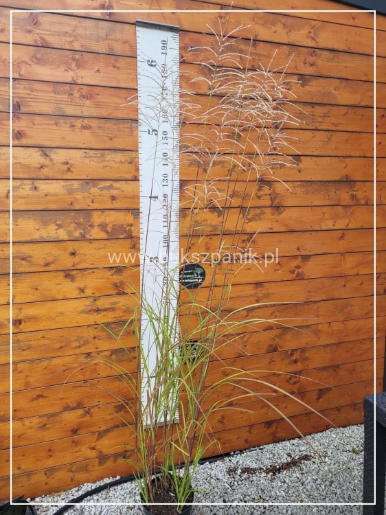 Miskant chińśki BLUTENWÜNDER - Miscanthus sinensis C10l