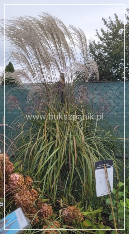 Miskant chińśki BLUTENWÜNDER - Miscanthus sinensis C10l