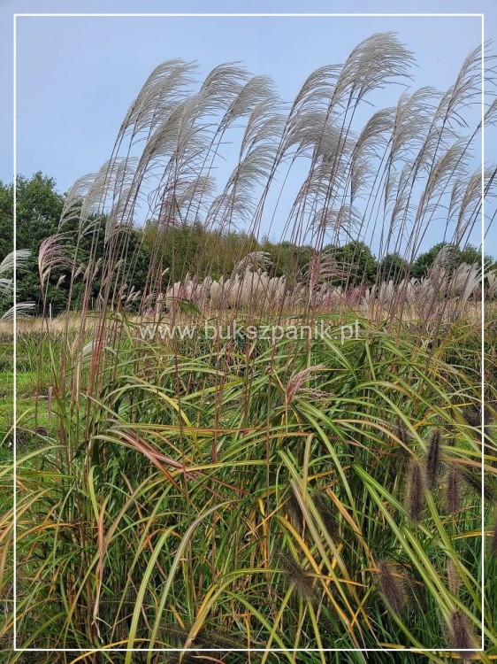 Miskant chińśki BLUTENWÜNDER - Miscanthus sinensis