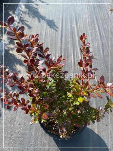Berberys pośredni RED JEWEL - Berberis xmedia