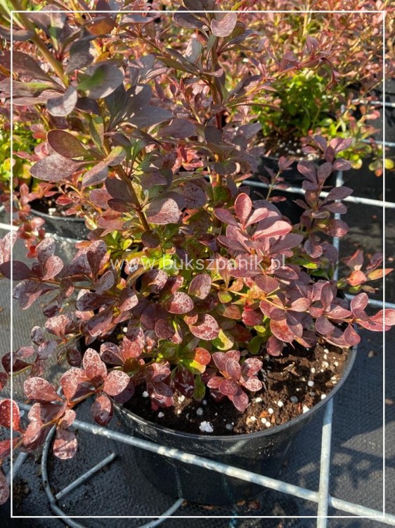 Berberys pośredni RED JEWEL - Berberis xmedia