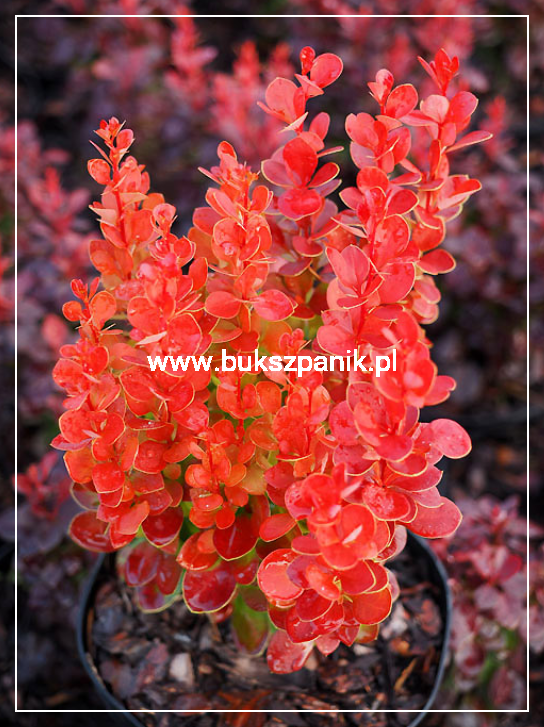 Berberys Thunberga VULCANO- Berberis thunbergii