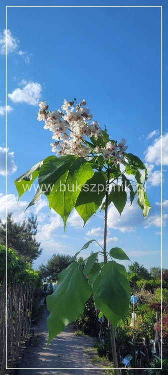 Katalpa surmia bignoniowa Catalpa sadzonka 5l