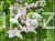 Katalpa surmia bignoniowa Catalpa sadzonka 5l