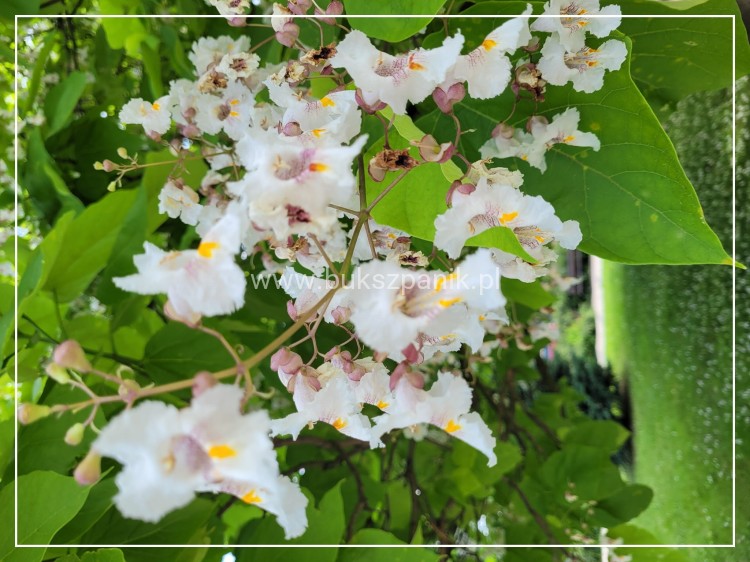 Katalpa surmia bignoniowa Catalpa sadzonka 5l
