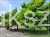 Katalpa surmia bignoniowa Catalpa sadzonka 5l