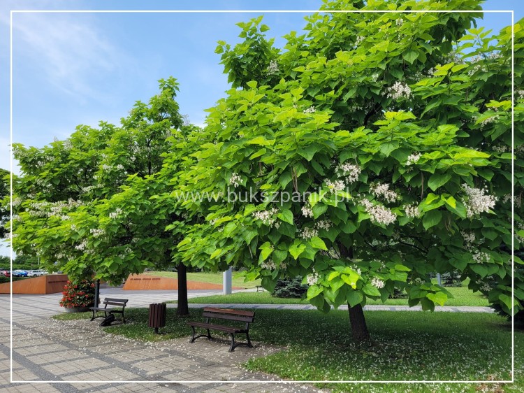 Katalpa surmia bignoniowa Catalpa sadzonka 5l