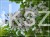 Katalpa surmia bignoniowa Catalpa sadzonka 5l