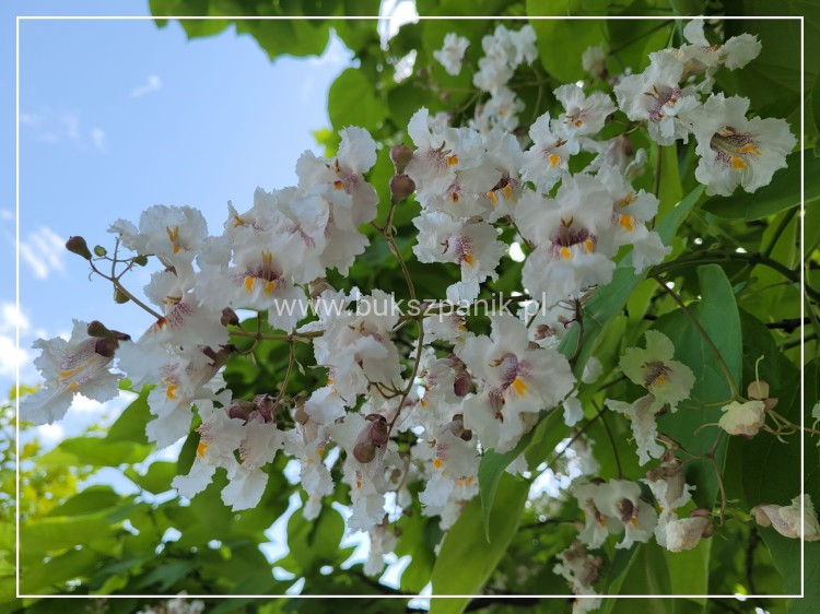 Katalpa surmia bignoniowa Catalpa sadzonka 5l
