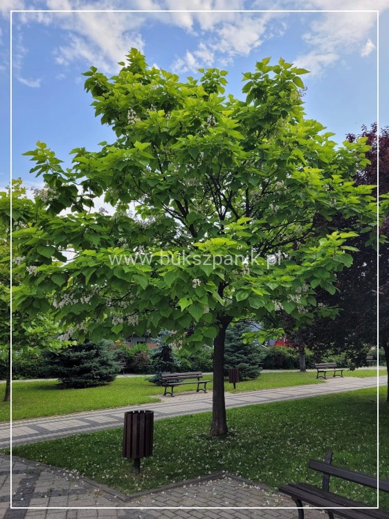 Katalpa surmia bignoniowa Catalpa sadzonka 5l