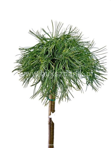 Sosna wejmutka GREEN TWIST-pinus strobus PA70-95/25cm