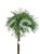 Sosna wejmutka GREEN TWIST-pinus strobus PA70-95/25cm