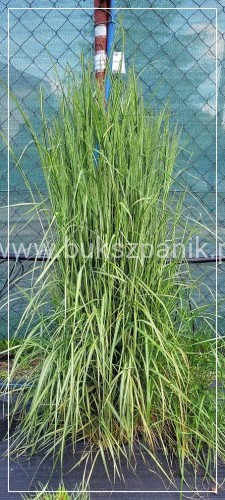 Trzcinnik ostrokwiatowy 'Avalanche'- Calamagrostis ×acutiflora