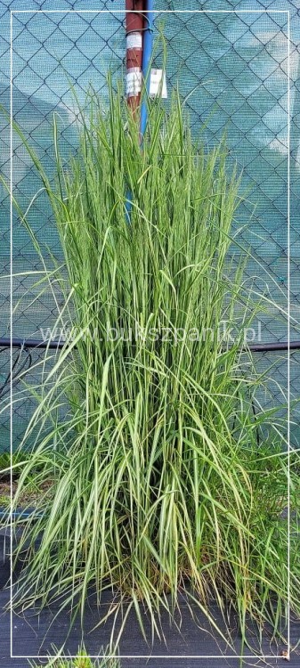 Trzcinnik ostrokwiatowy 'Avalanche'- Calamagrostis ×acutiflora