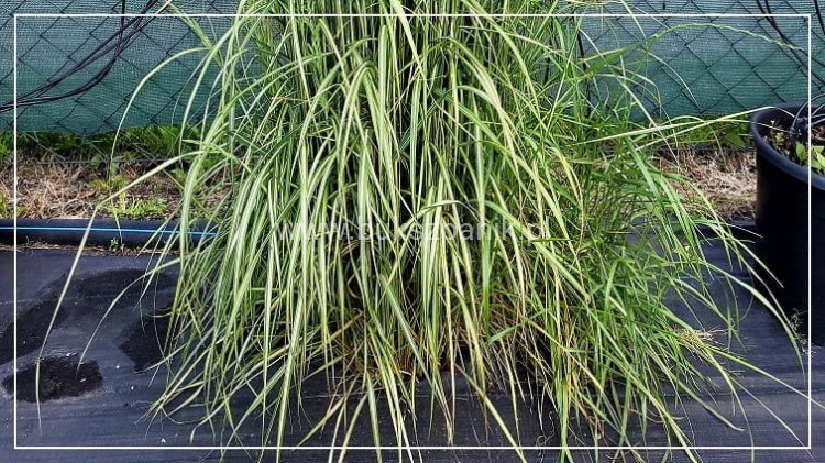 Trzcinnik ostrokwiatowy 'Avalanche'- Calamagrostis ×acutiflora