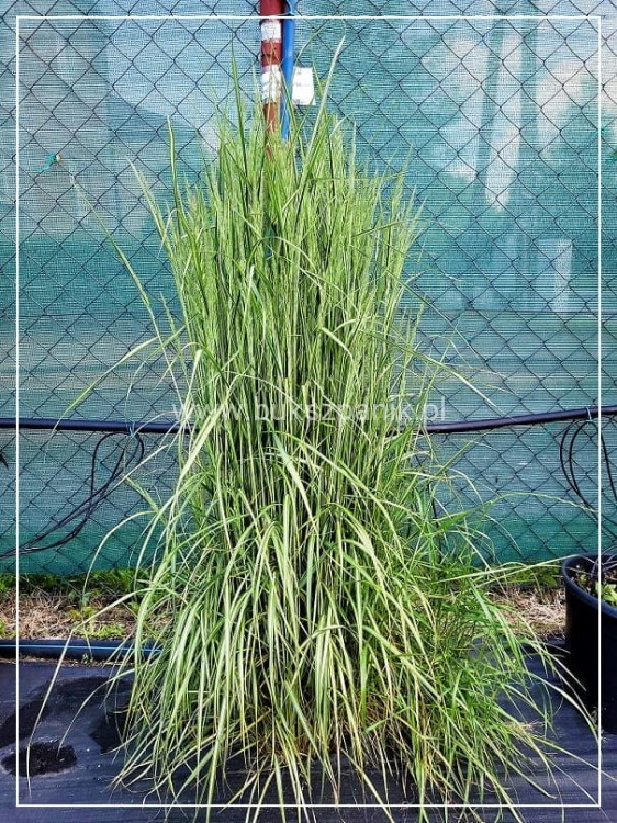 Trzcinnik ostrokwiatowy 'Avalanche'- Calamagrostis ×acutiflora