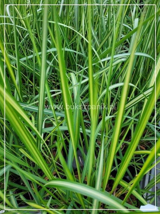 Trzcinnik ostrokwiatowy 'Avalanche'- Calamagrostis ×acutiflora