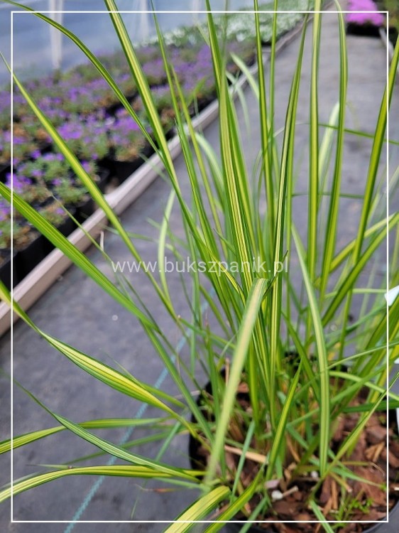 Trzcinnik ostrokwiatowy 'Avalanche'- Calamagrostis ×acutiflora