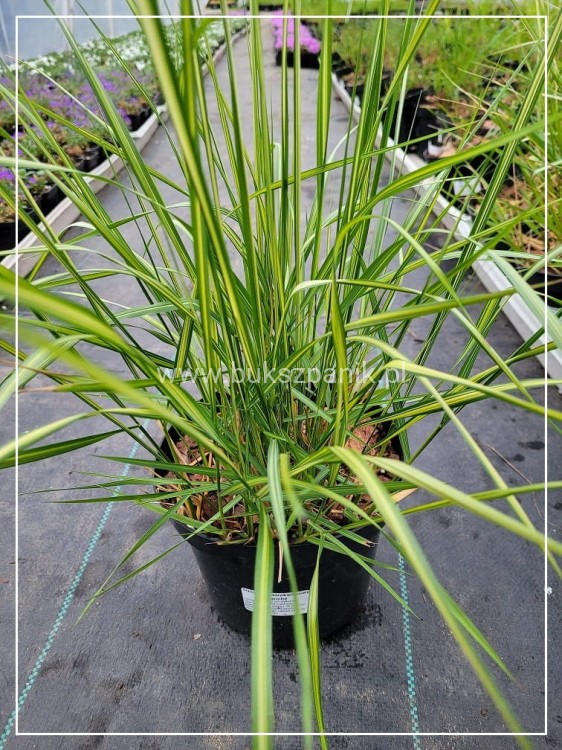 Trzcinnik ostrokwiatowy 'Avalanche'- Calamagrostis ×acutiflora