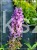Budleja Davida 'Ile de France' - Buddleja davidii