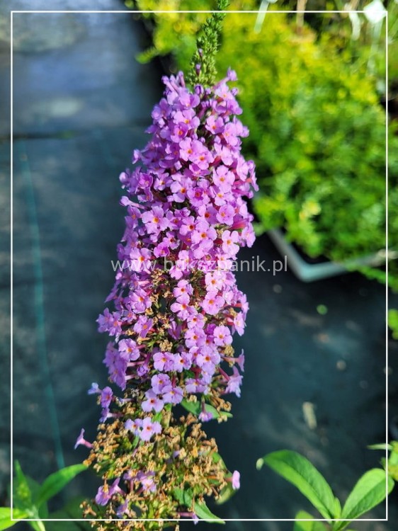 Budleja Davida 'Ile de France' - Buddleja davidii