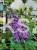 Budleja Davida 'Ile de France' - Buddleja davidii